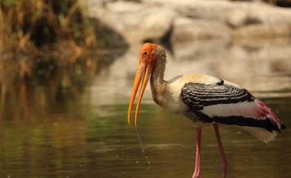 The painted stork (Mycteria leucocephala) is a large wader in the stork family, found in the wetlands of the plains of tropical Asia. Credit: Saketh Upadhya.